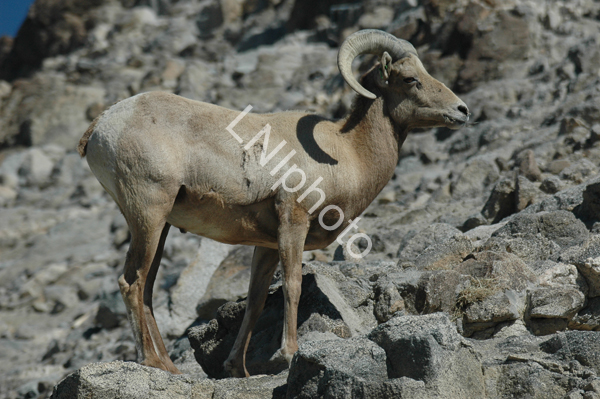 AnM148 Bighorn Sheep