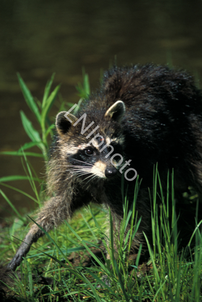 AnM15 Raccoon