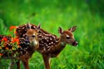 AnM0022 Fawns